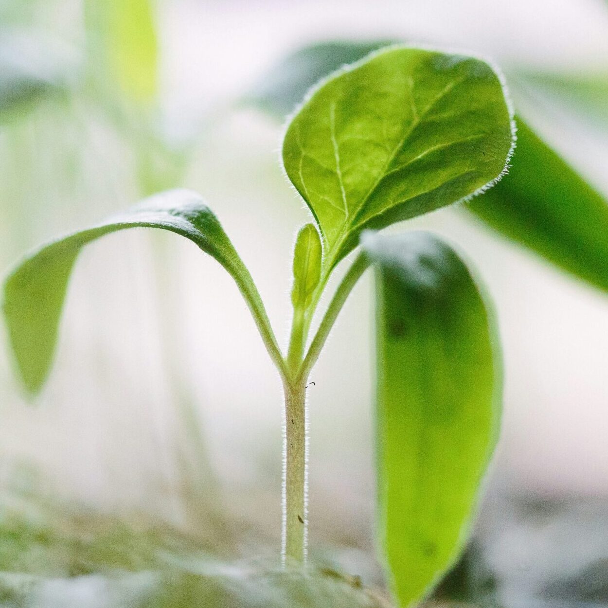 Very close-up image of a small seedling/sprout with three leaves