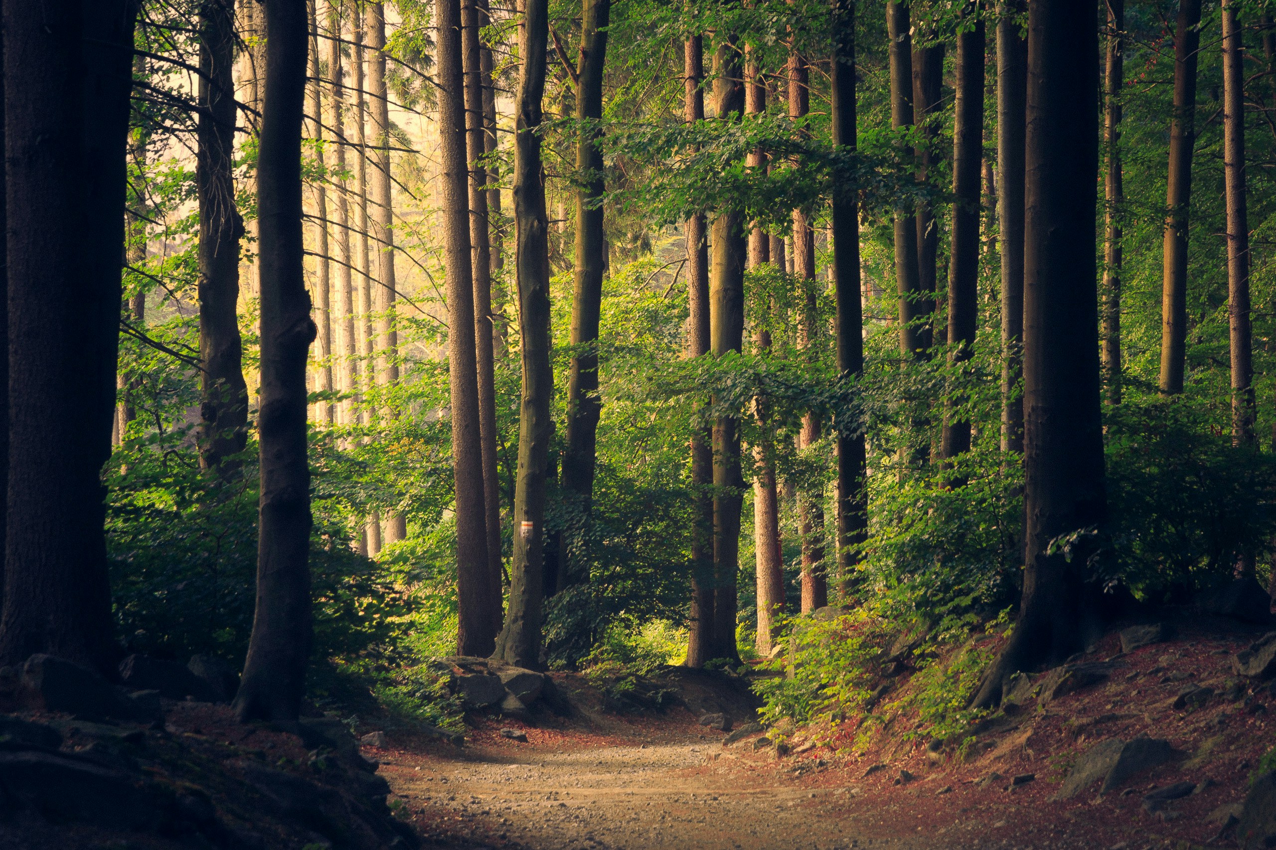 Image of a tranquil forest, empty of humans and full of ultra tall trees.